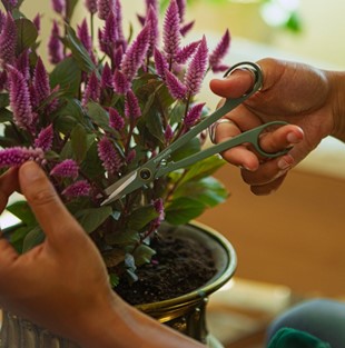 Plant Care Precyzyjne nożyczki do roślin długie + pojemnik, Fiskars 1075315